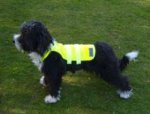 Fluorescent Dog Tabard